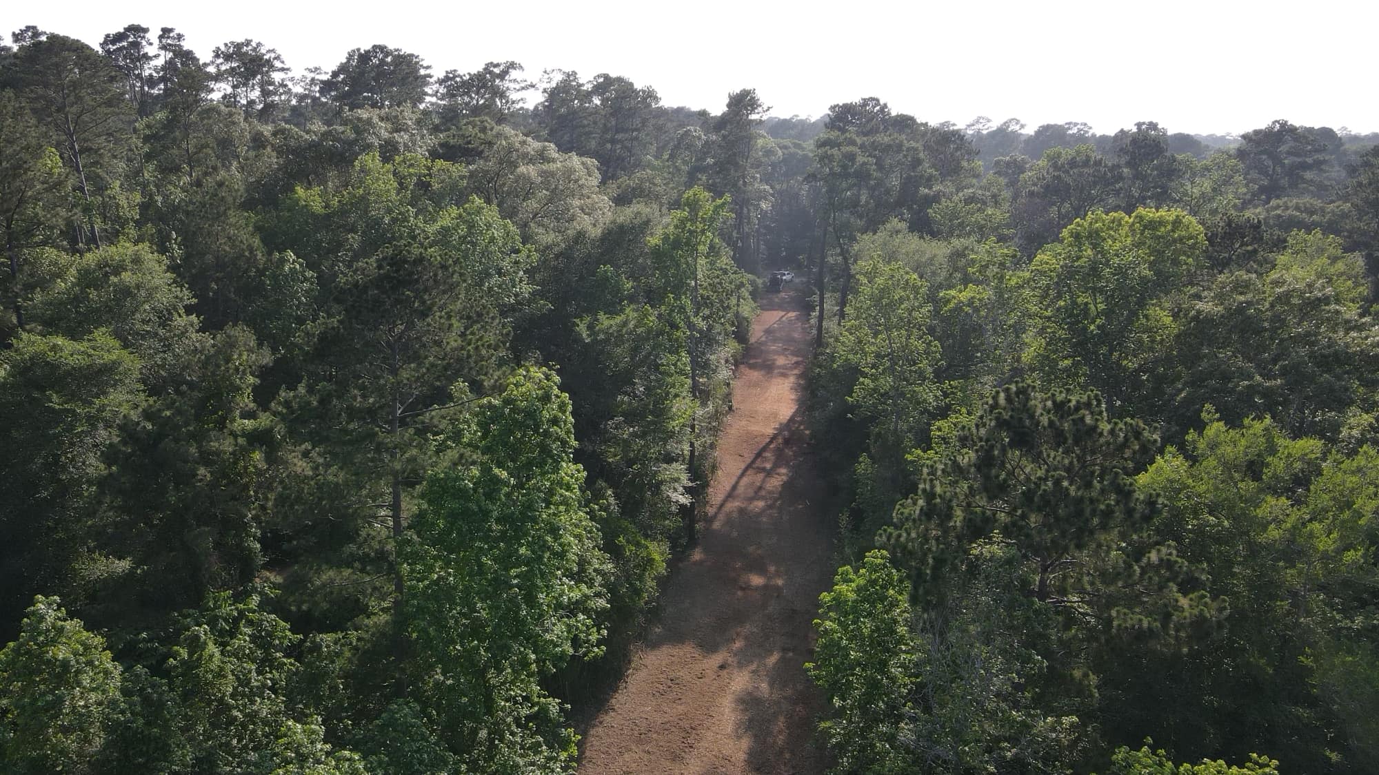 Clear Brush Around a Pond Dam